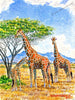 Painting of giraffes in Africa.
