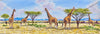Joseph Thiongo  -  "Herd of Giraffes"  -  True African Art.com