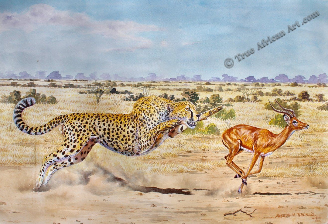 Cheetah and Gazelle chase