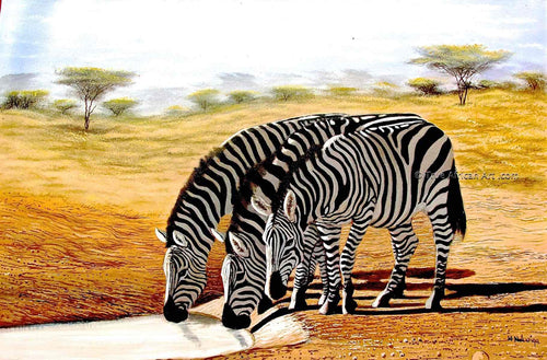 Wycliffe Ndwiga  |  Kenya  |  Zebras Drinking  |  Print  |  True African Art .com